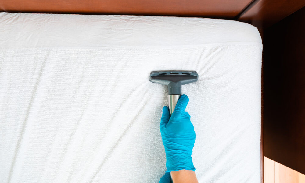 Hausstaubmilben: Die unsichtbare Gefahr in Ihrem Schlafzimmer